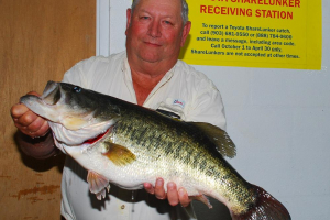 ShareLunker 498 - Raymond Ivy 13.06 lbs