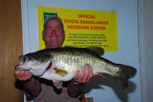 ShareLunker 499 - Bill Hunter III 13.04 lbs